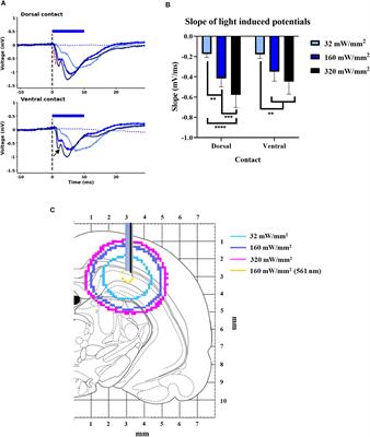 Attenuation of Hippocampal Evoked Potentials in vivo by Activation of GtACR2, an Optogenetic Chloride Channel
